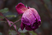 9th Dec 2024 - Soggy