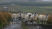 9th Dec 2024 - count the sheep (2)