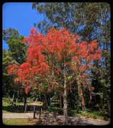 10th Dec 2024 - Oh the Flame Trees 