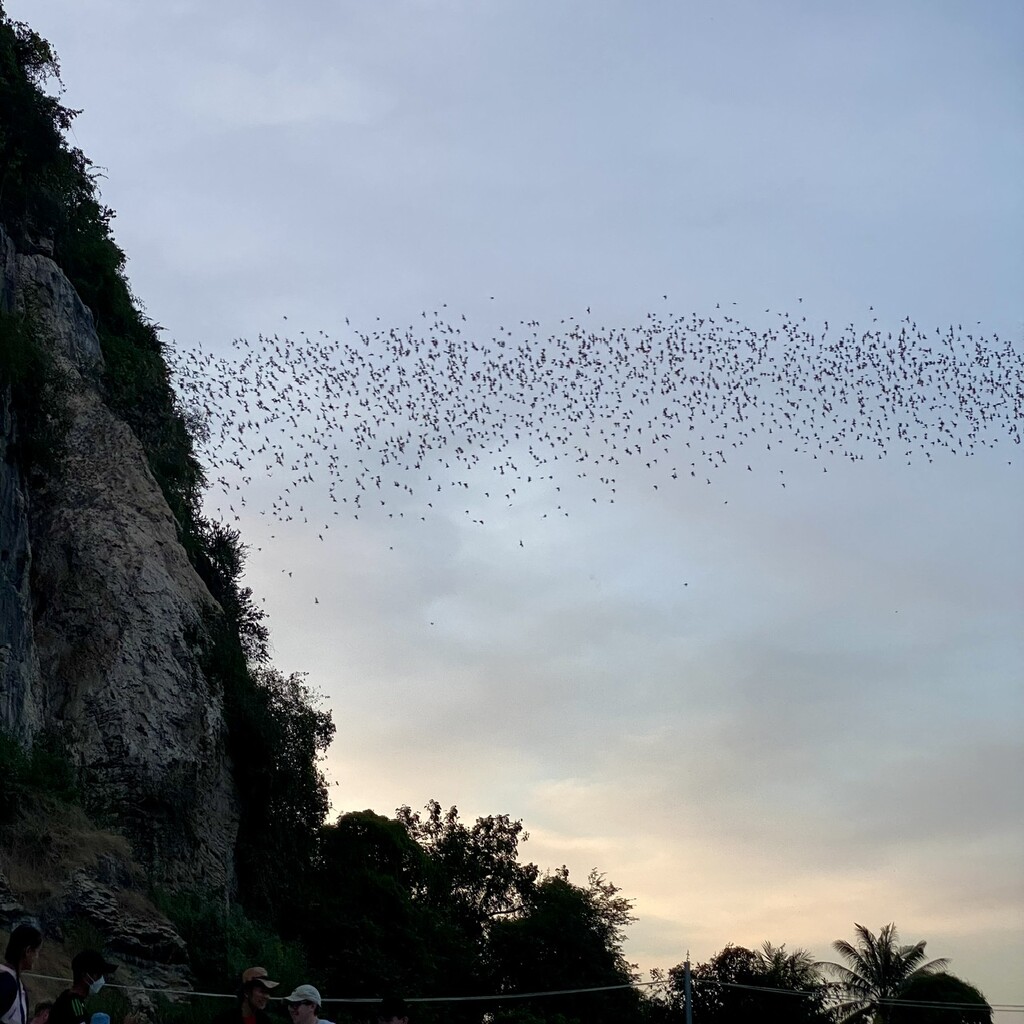 Bats by upandrunning