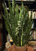 10th Dec 2024 - The snake plant wasn't big enough to block the whole bookcase last year