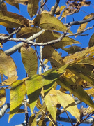 11th Dec 2024 - It's December 11, is this pecan tree ever gonna drop these leaves?