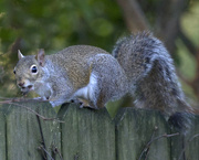 12th Dec 2024 - Squirrel with Pecan
