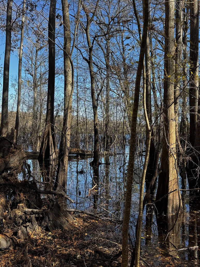 Cypress Trees by k9photo