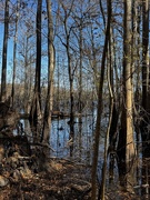 12th Dec 2024 - Cypress Trees