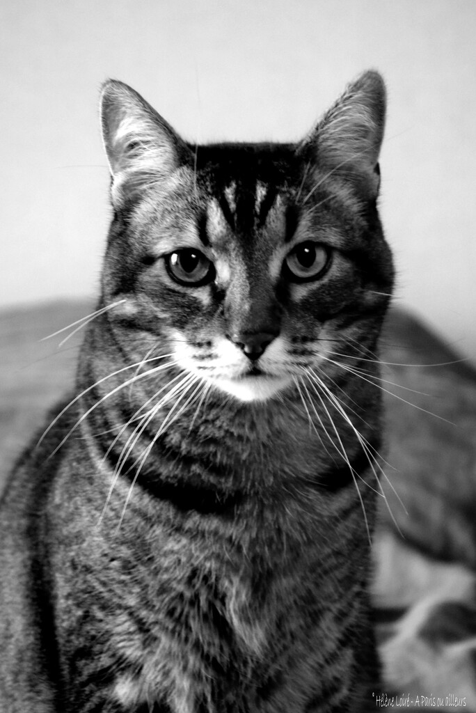 9th year in b&w by parisouailleurs