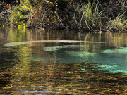 13th Dec 2024 - Manatee Cow and Calf