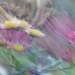 ICM garden chrysanthemums~~~~ by ziggy77