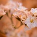 Macro by okvalle