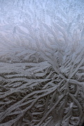 14th Dec 2024 - nature's artwork