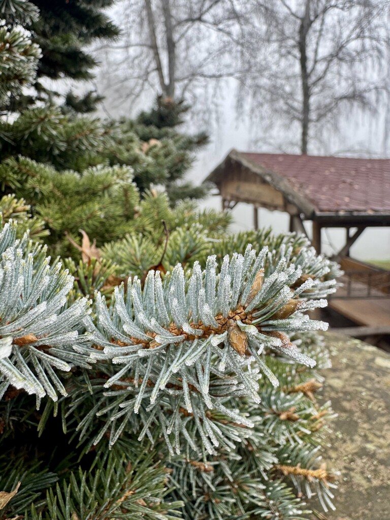 Iced branch.  by cocobella