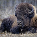BIG Bison by bluemoon