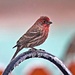 House Finch by lynnz