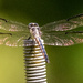 Dragonfly on the Threads! by rickster549