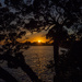 Through the branches by christinav