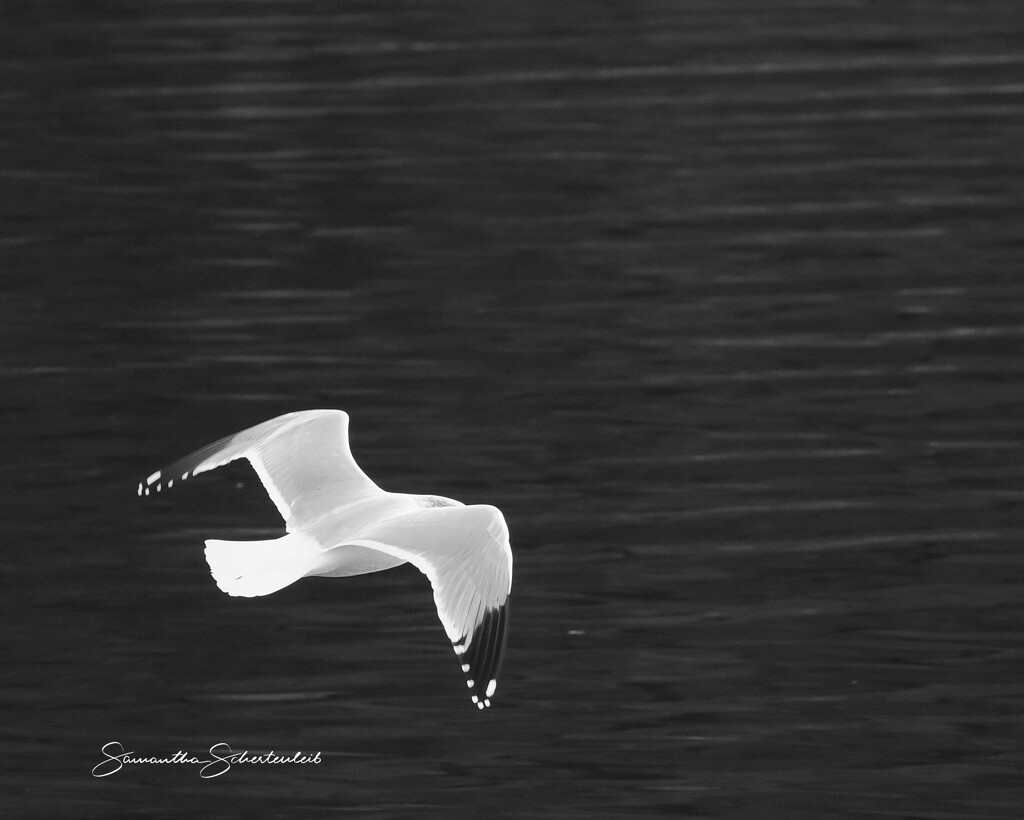 Illuminated by sschertenleib