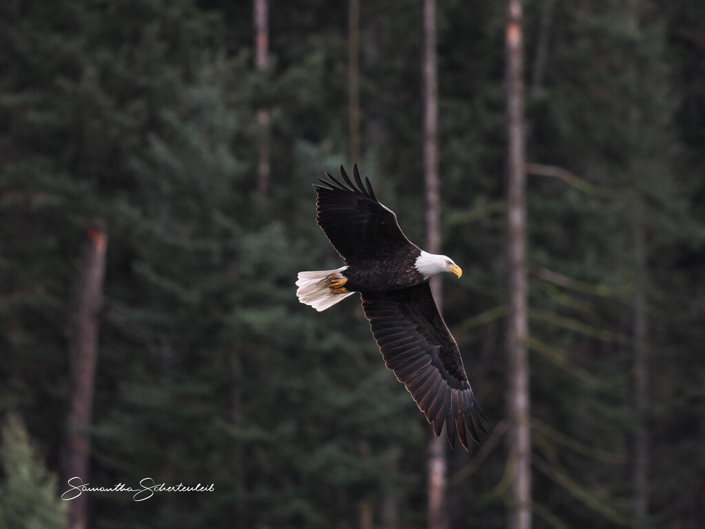 Soaring by sschertenleib