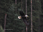 11th Dec 2024 - Soaring