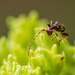 A baby beetle - I think by yaorenliu
