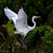 Landing Gear Lowered by yorkshirekiwi
