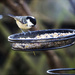 Coal Tit by pcoulson