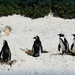 Waddling back to their shelter by ludwigsdiana