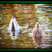 Bottoms up by swillinbillyflynn
