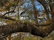 14th Dec 2024 - Wood Storks