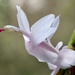 Winter cactus by jeremyccc