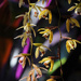 Orchid Strings by falcon11