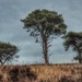 Three Trees by craftymeg
