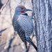 flicker by aecasey