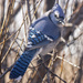 jay by aecasey