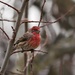 House Finch Portrait by ljmanning