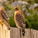 Red Shouldered Hawks, Waiting to Strike! by rickster549