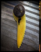 14th Dec 2024 - Teeny Passionfruit