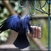Mr Greedy by rosiekind