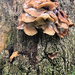 Toadstools!  by bigmxx