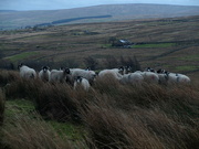 16th Dec 2024 - windy sheep counting