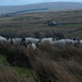 windy sheep counting by minsky365