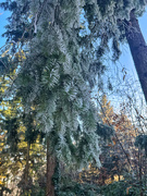14th Dec 2024 - Frozen branch. 