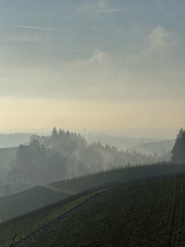 Fog in the vineyards.  by cocobella