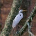 LHG_7225 Great Egret up the creek by rontu