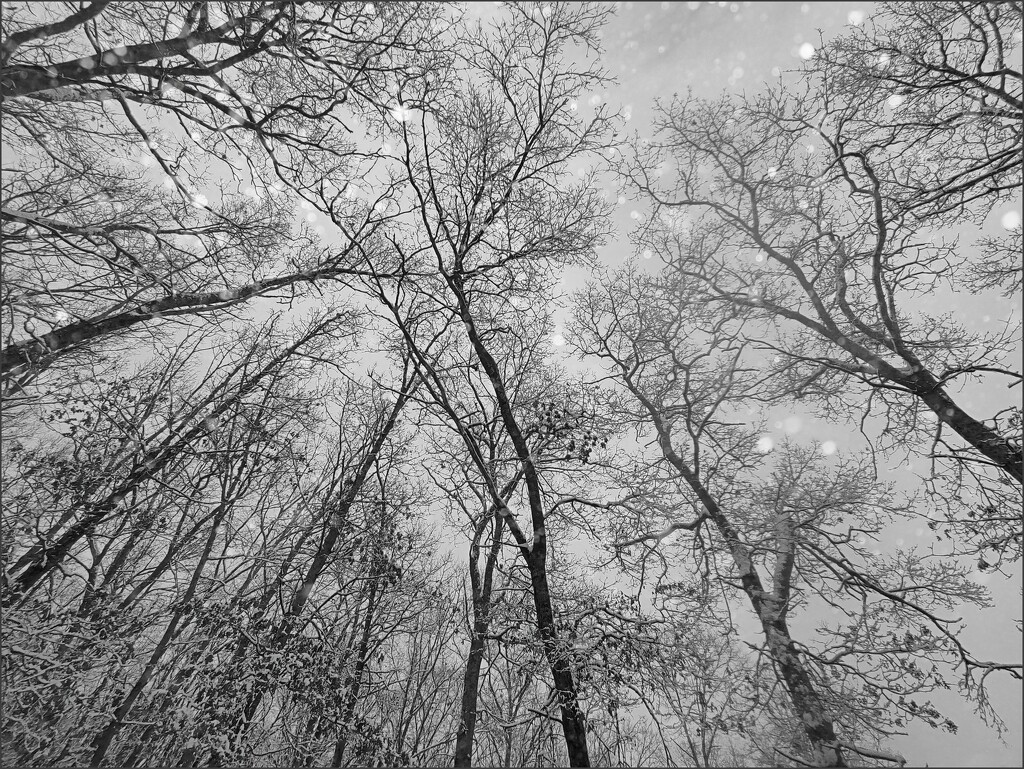 Winter's Calling Card by olivetreeann