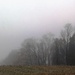 Misty Treeline by digitalrn