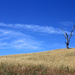 One Tree Hill by leggzy