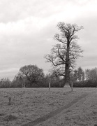 17th Dec 2024 - Dead Tree In Winter 
