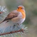 GARDEN ROBIN by markp