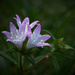 Counting my Blessings 17 by photohoot