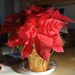 Catching a morning sunbeam in my kitchen by tunia